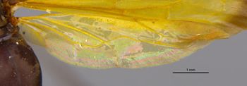Media type: image;   Entomology 15805 Aspect: Wing hind